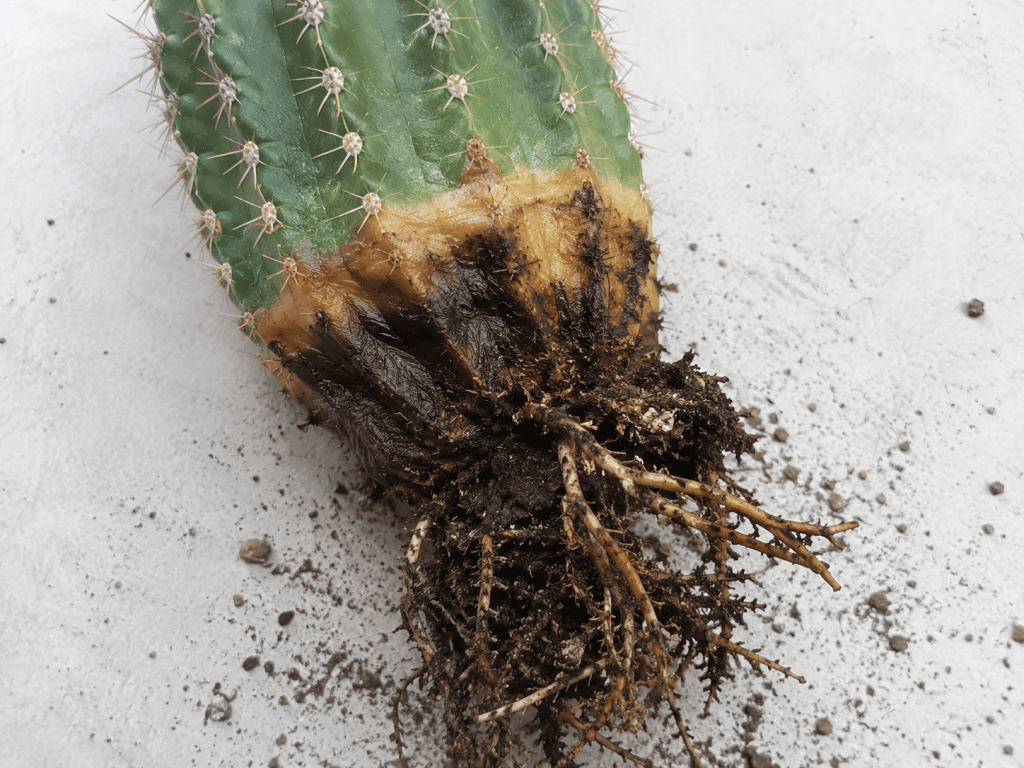 pourriture des racines d'un cactus
